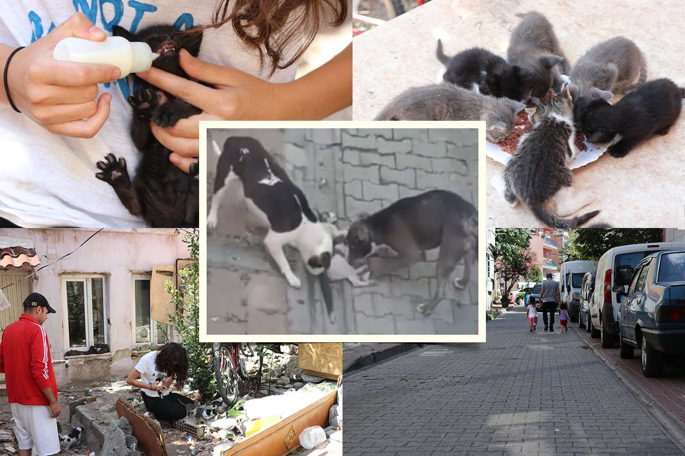 Fatih'te pitbull cinsi köpekler onlarca kediyi öldürdü: Mahalleli çözüm bulunmasını istiyor